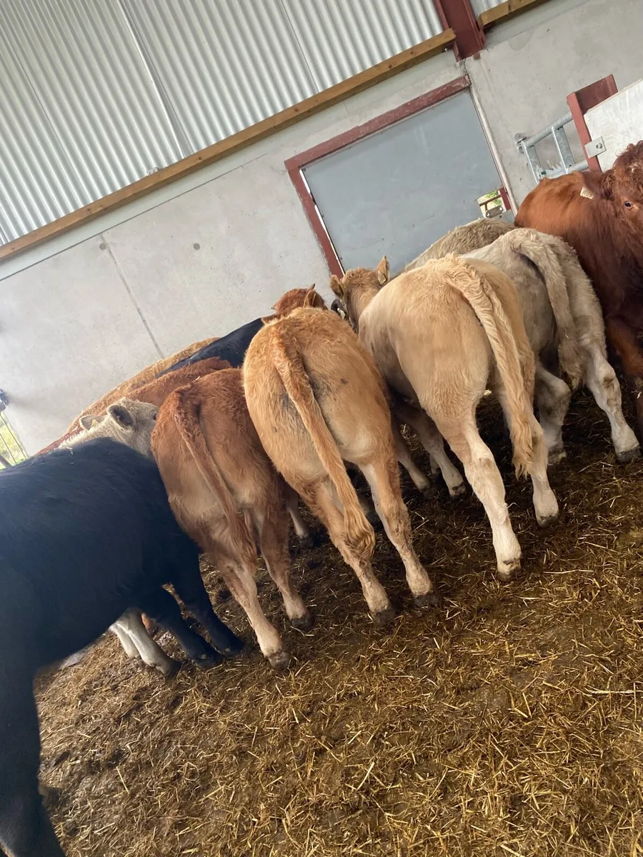 12 super suckler bred heifer weanlings - Image 4