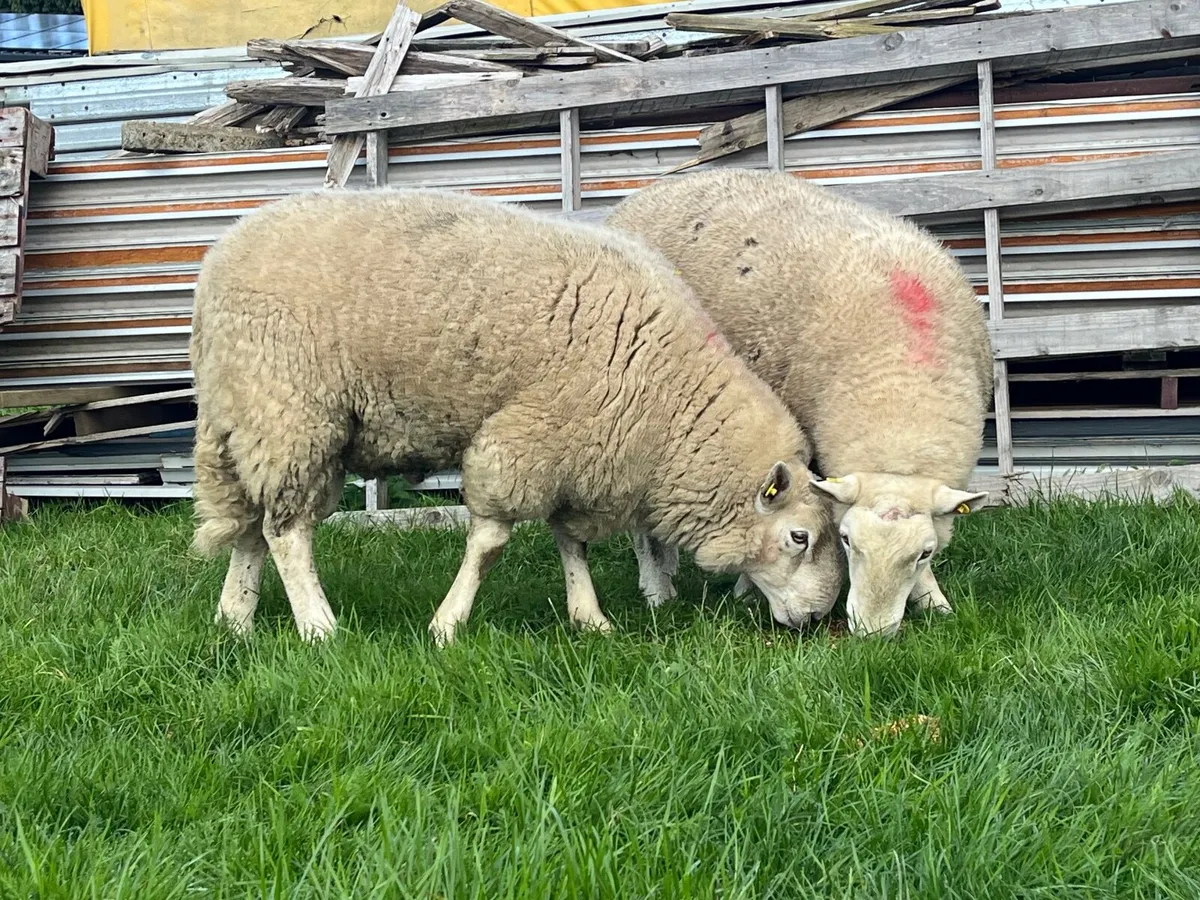 Cheviot hoggets Rams - Image 1