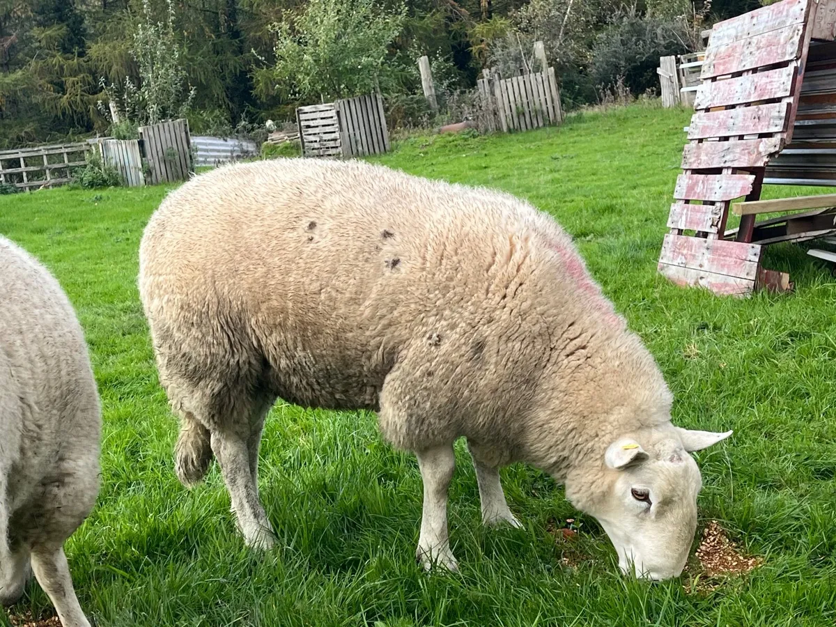 Cheviot hoggets Rams - Image 2