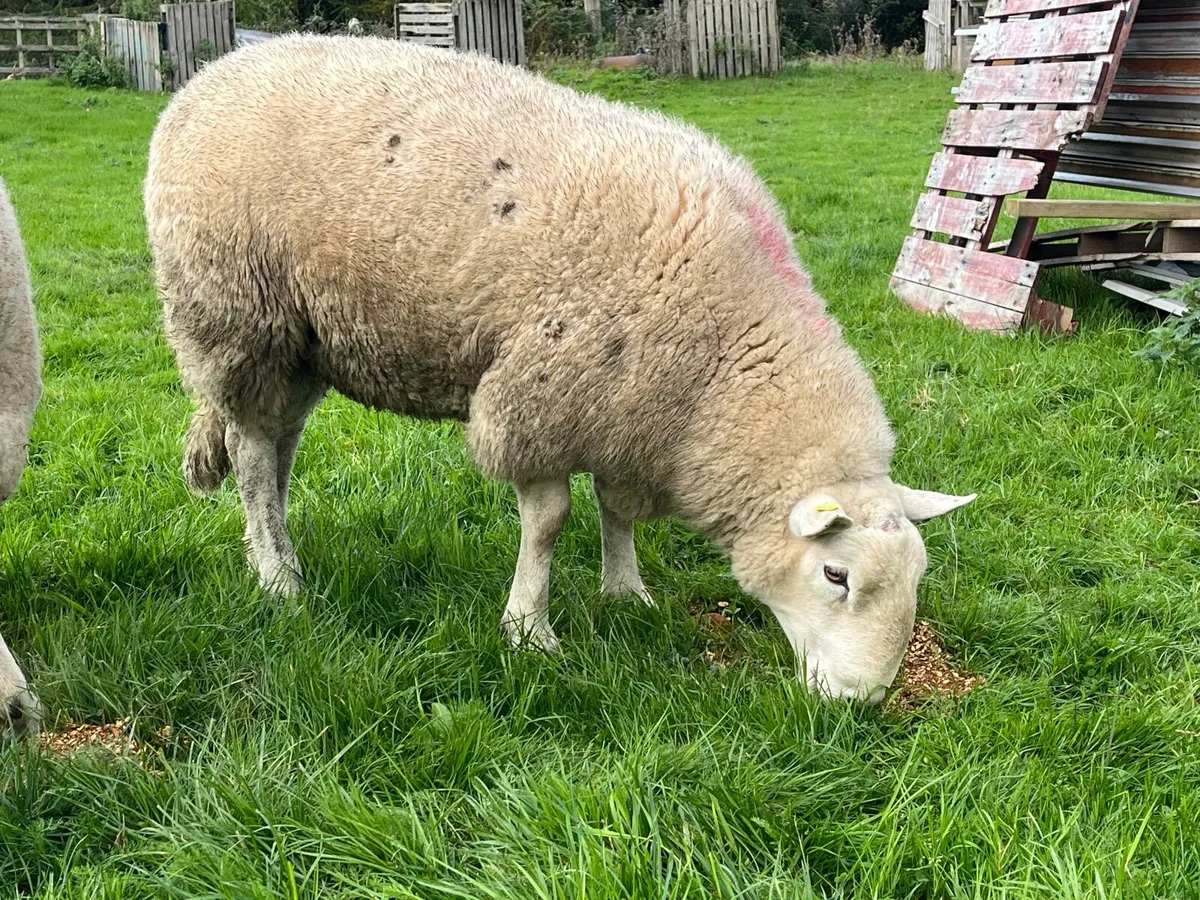 Cheviot hoggets Rams - Image 3