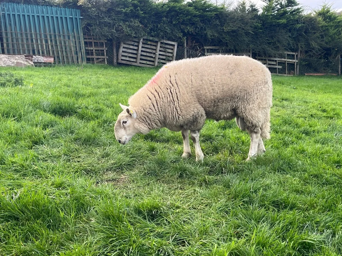 Cheviot hoggets Rams - Image 4