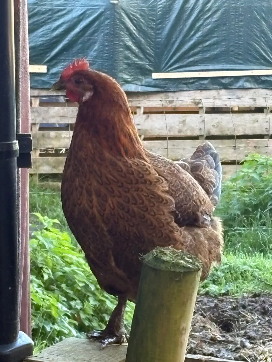 guinea fowl and chickens - Image 2