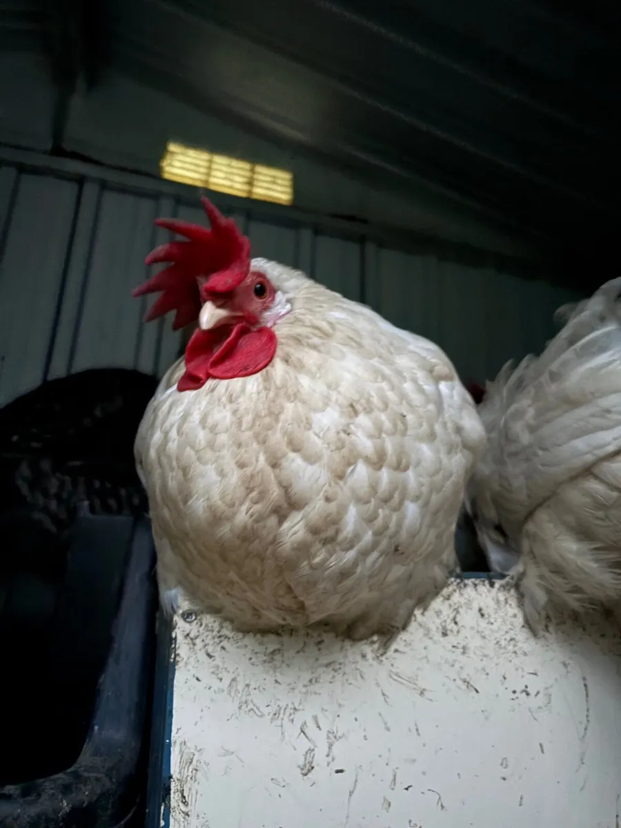guinea fowl and chickens - Image 4