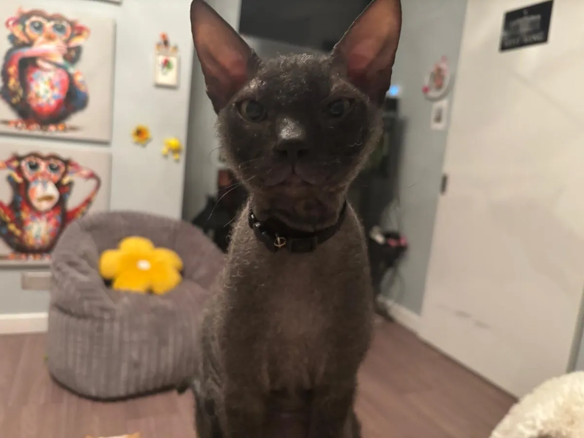 Male Sphynx kitten (6 months old) - Image 2