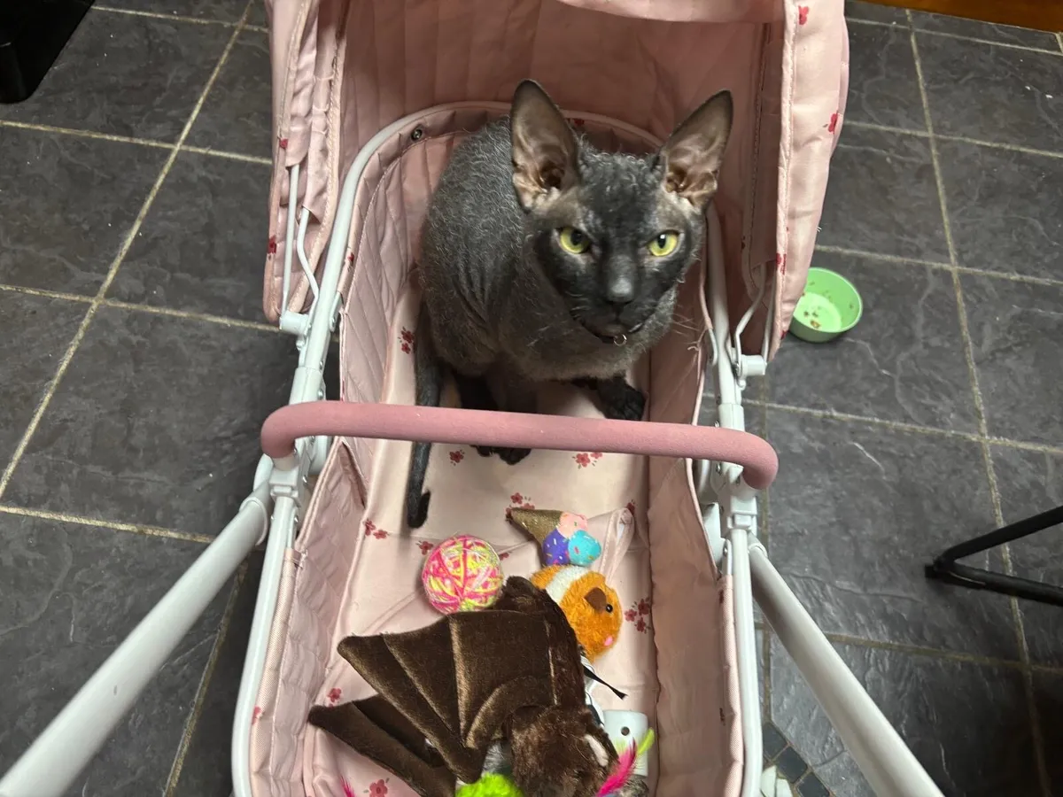 Male Sphynx kitten (6 months old) - Image 3