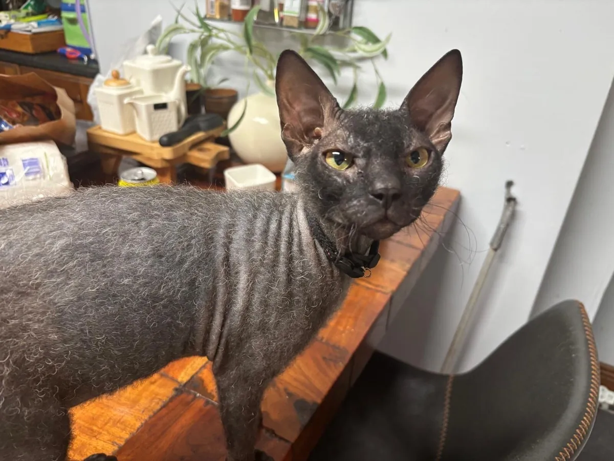 Male Sphynx kitten (6 months old) - Image 1