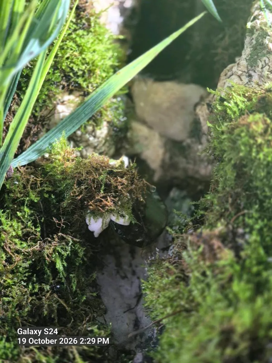 Vivarium. - Image 1