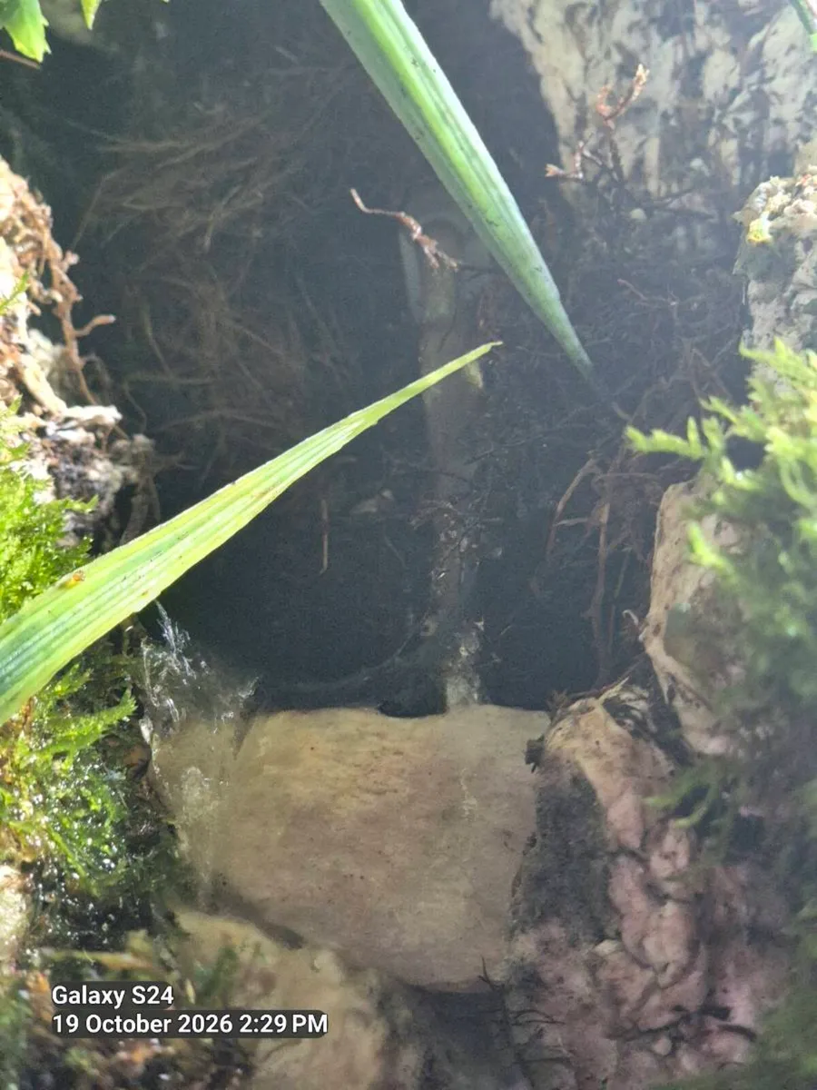 Vivarium. - Image 2