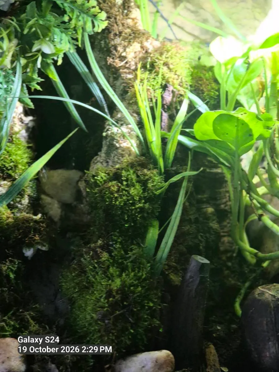 Vivarium. - Image 3
