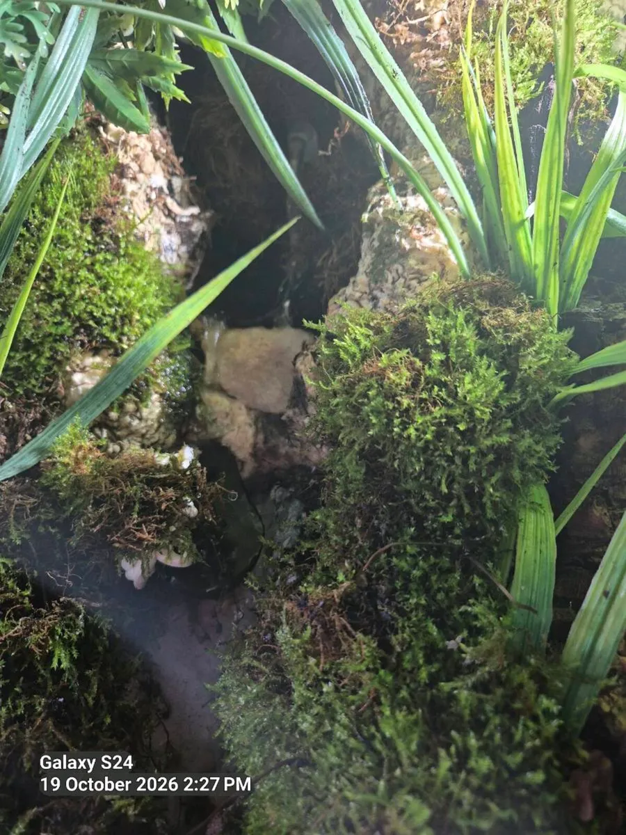 Vivarium. - Image 4