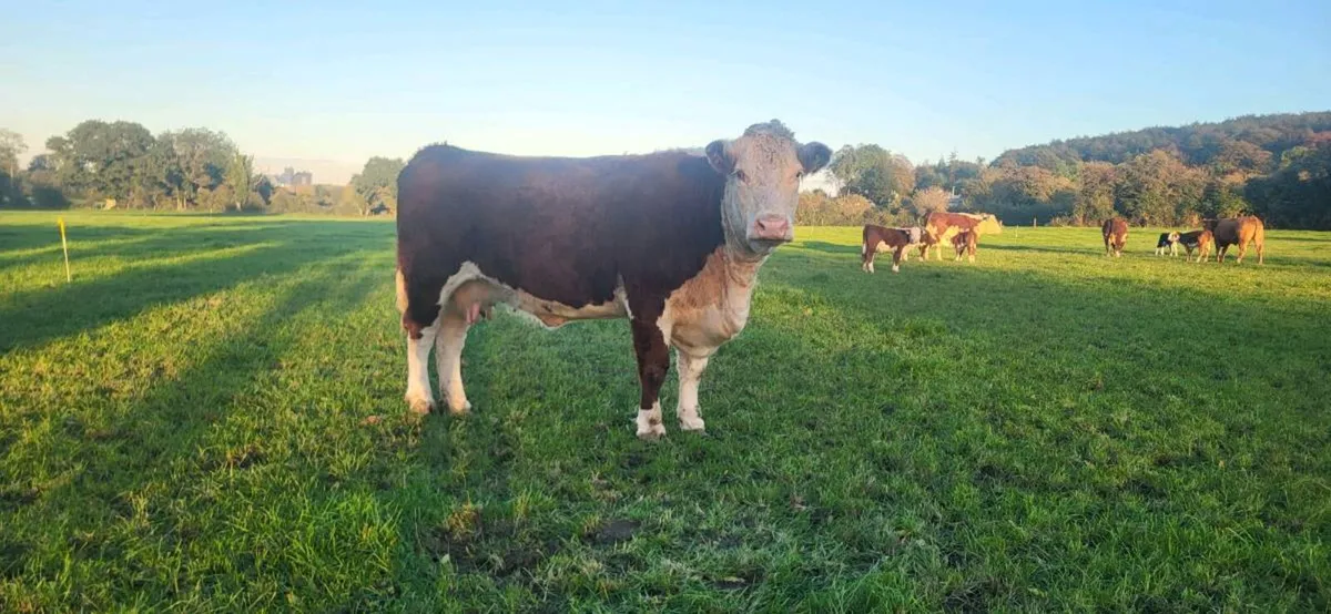 Exceptional PB Hereford Cow & Bull Calf - Image 2