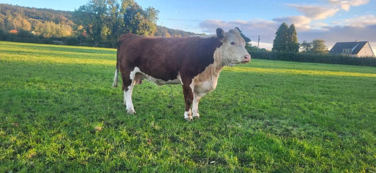 Exceptional PB Hereford Cow & Bull Calf - Image 1