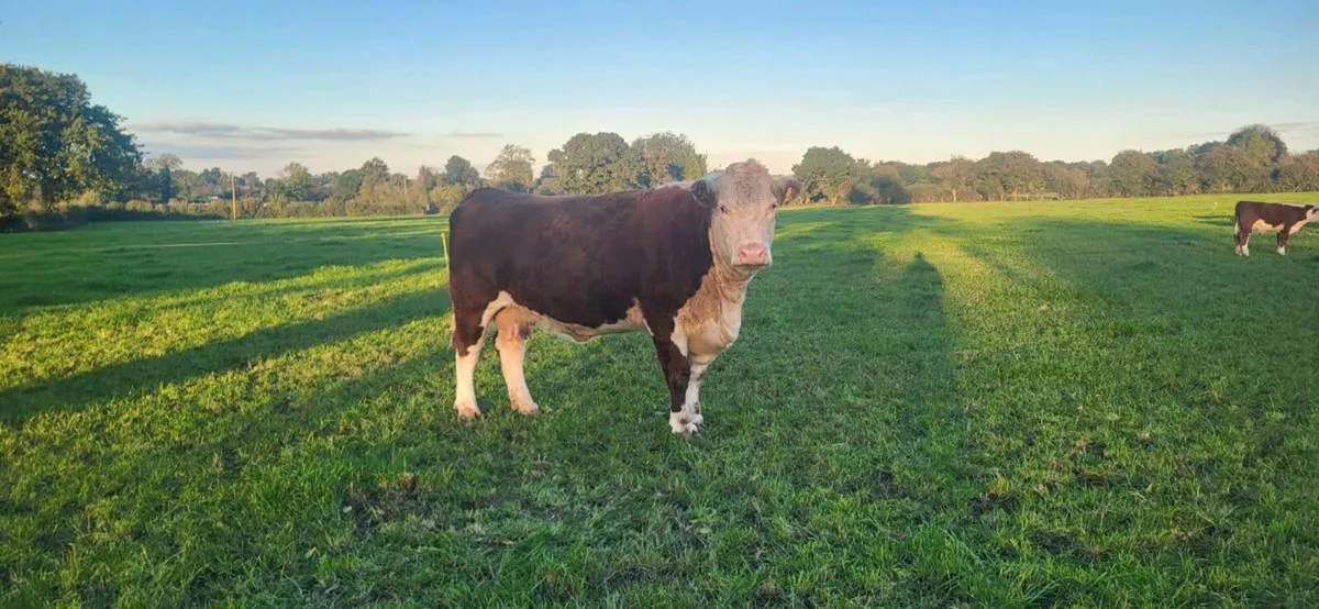 Exceptional PB Hereford Cow & Bull Calf - Image 3