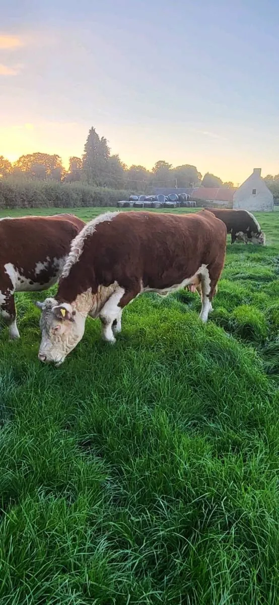 Exceptional PB Hereford Cow & Bull Calf - Image 4