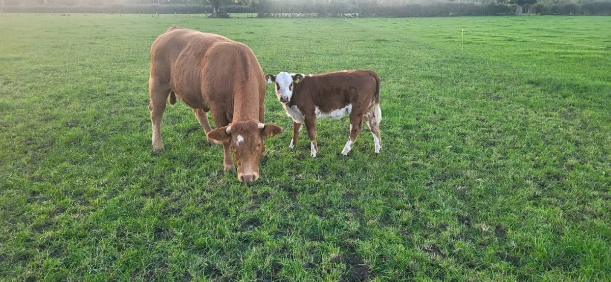 5 Star Limousin Cow and Calf - Image 1