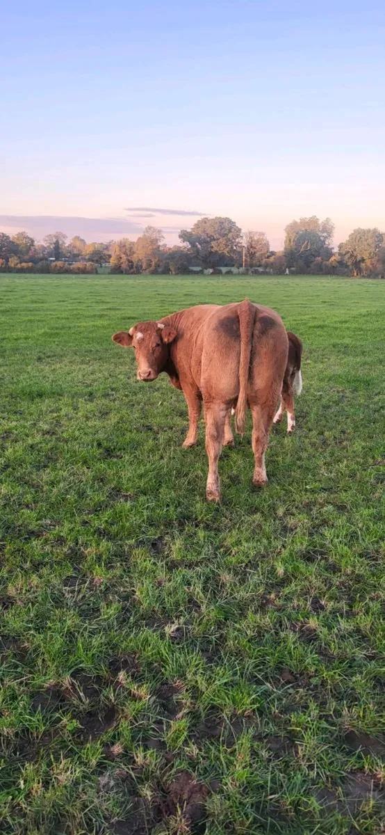 5 Star Limousin Cow and Calf - Image 2