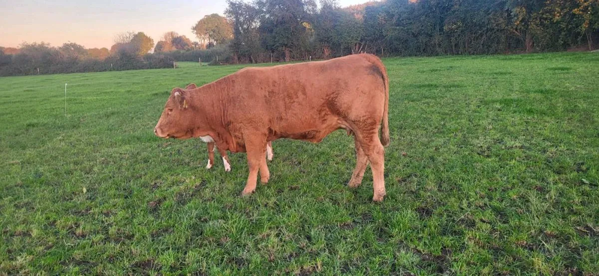 5 Star Limousin Cow and Calf - Image 3