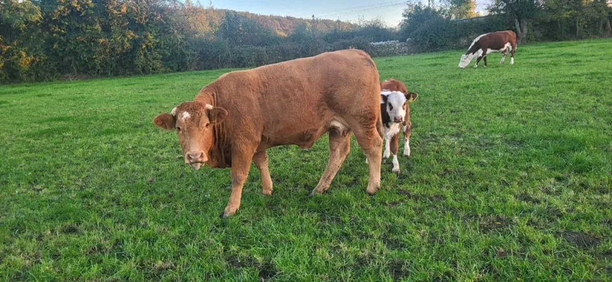 5 Star Limousin Cow and Calf - Image 4