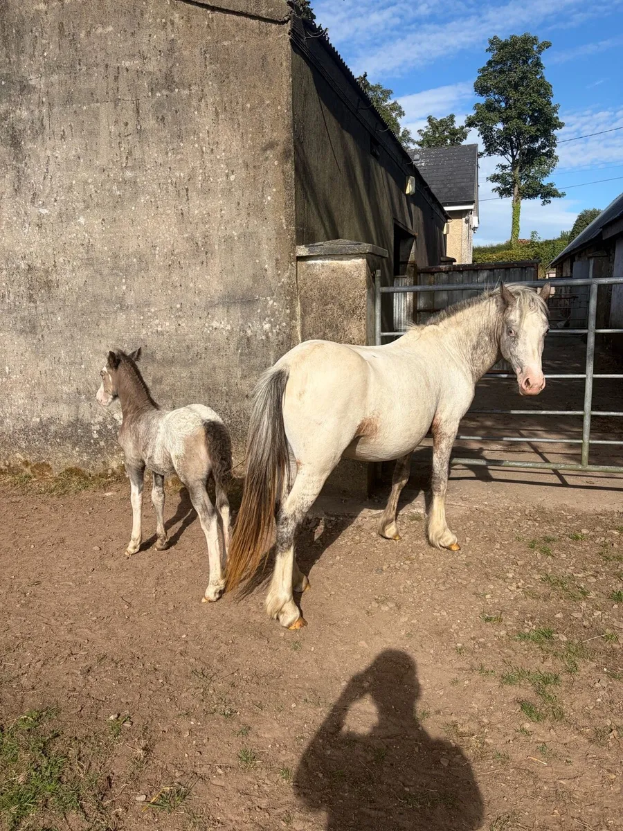 3yr Old Grey Mare & Foal - Image 3