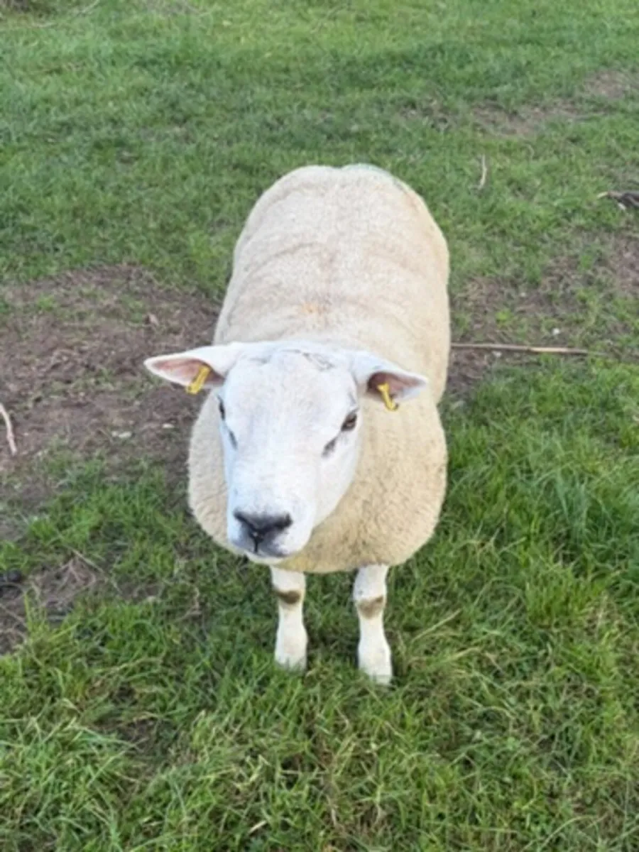 Texel Rams - Image 1