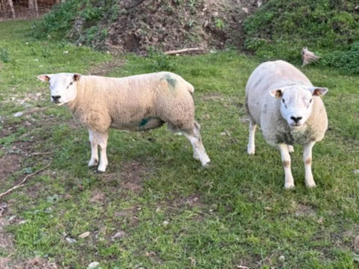 Texel Rams - Image 2