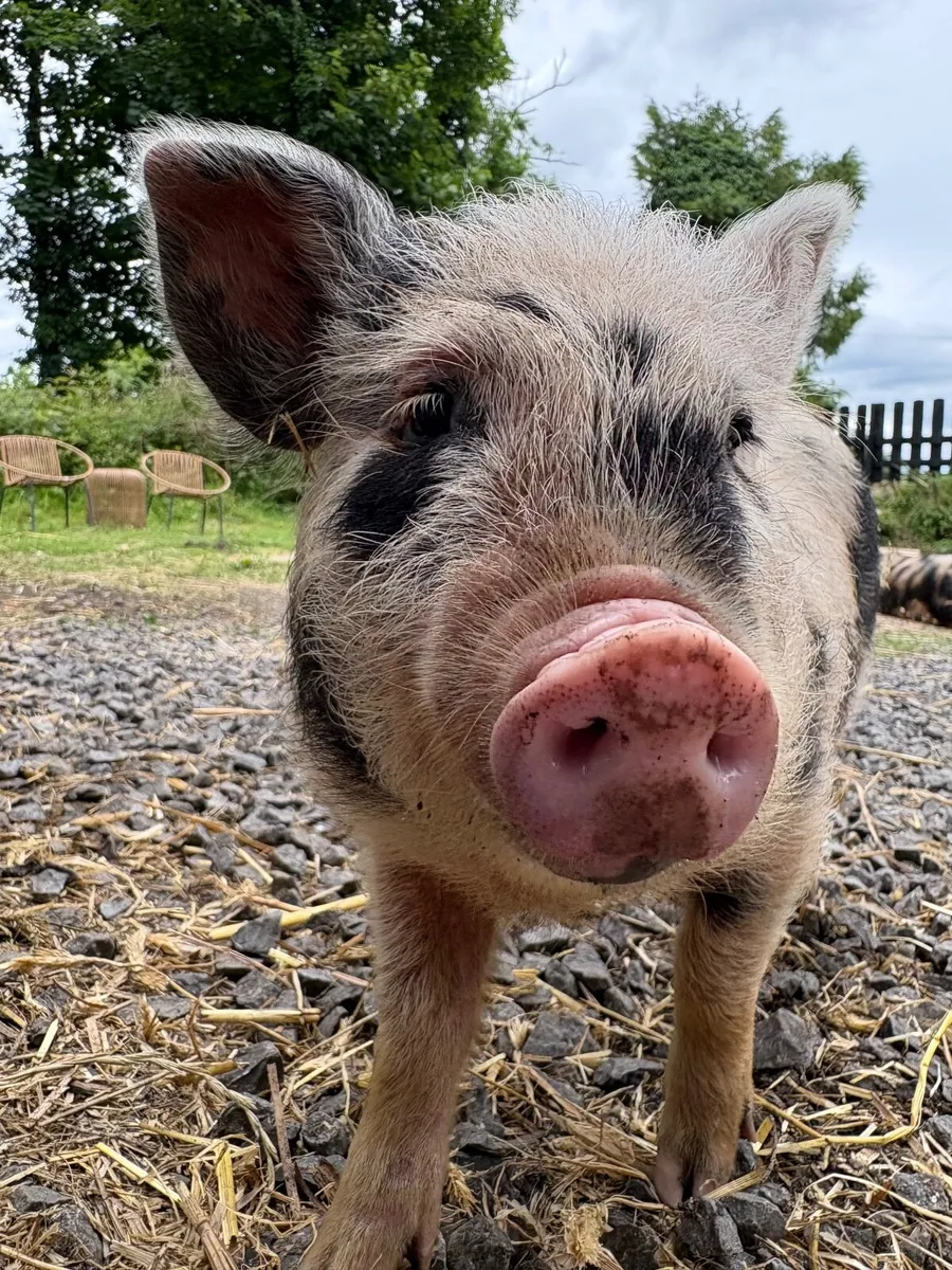 Kune kune girls - Image 2
