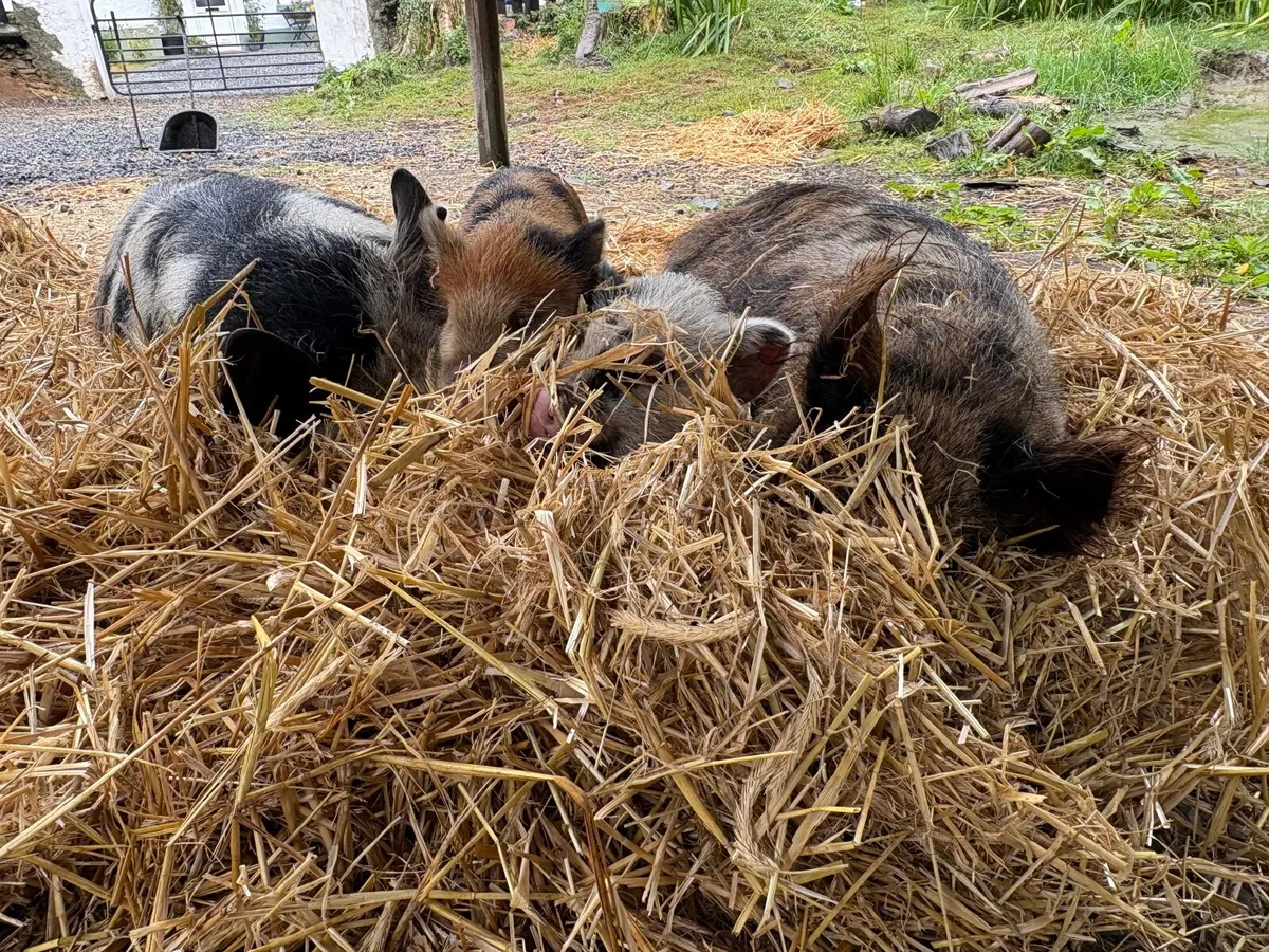 Kune kune girls - Image 4