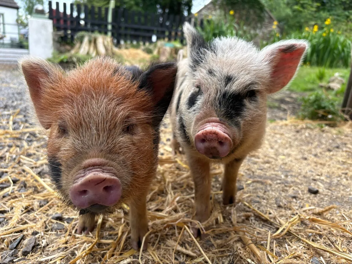 Kune kune girls - Image 1