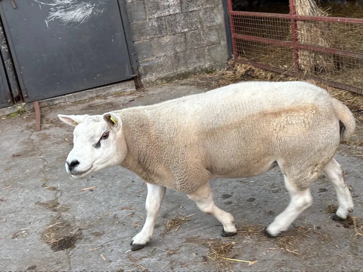 Pedigree Texel Ram - Image 2