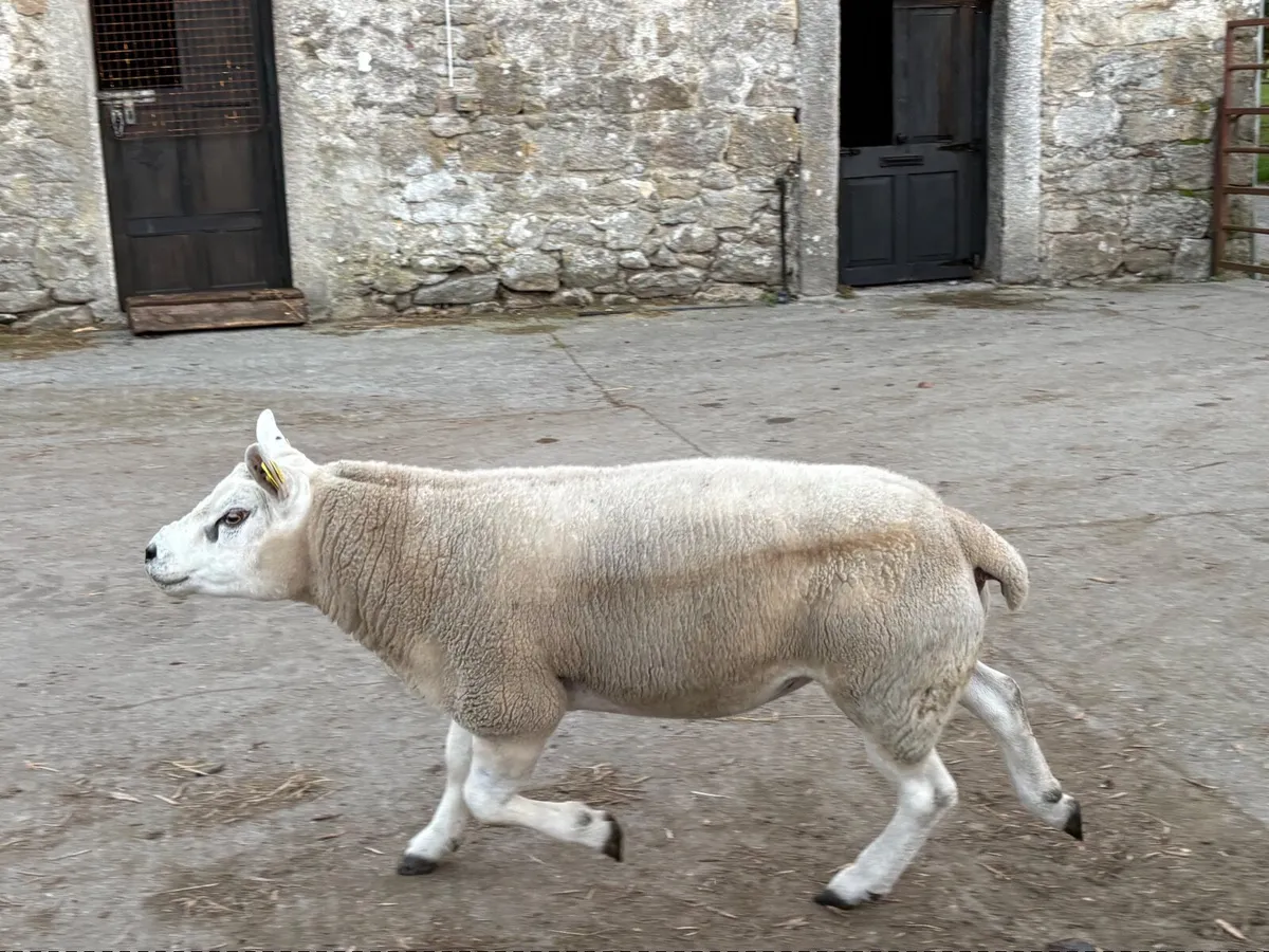 Pedigree Texel Ram - Image 1