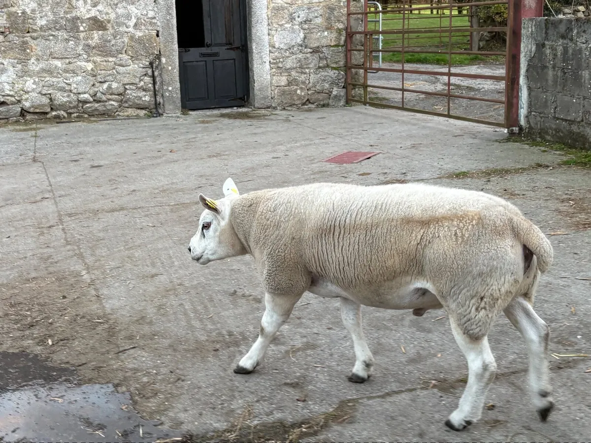 Pedigree Texel Ram - Image 3
