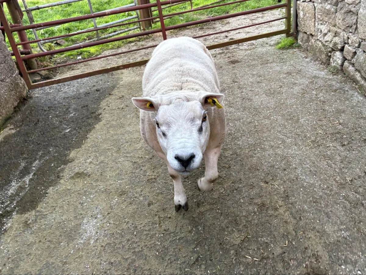 Pedigree Texel Ram - Image 4