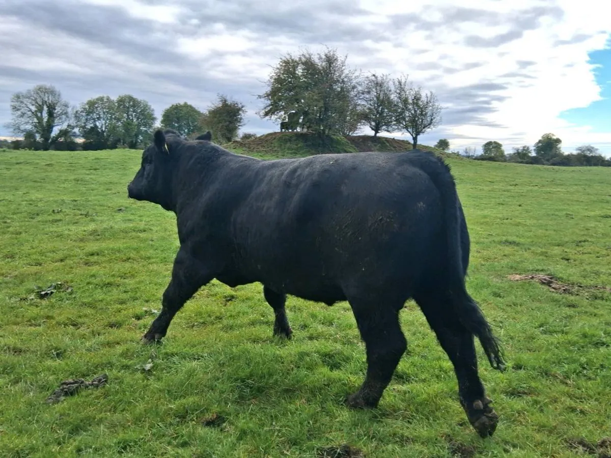 Pedigree Angus Bull - Image 1