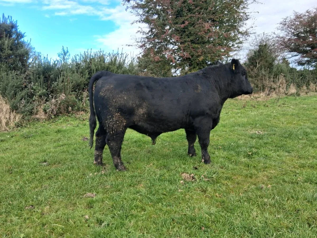 Pedigree Angus Bull - Image 4