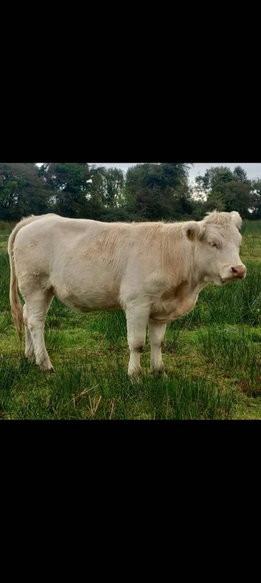 Pedigree charolai heifer - Image 4