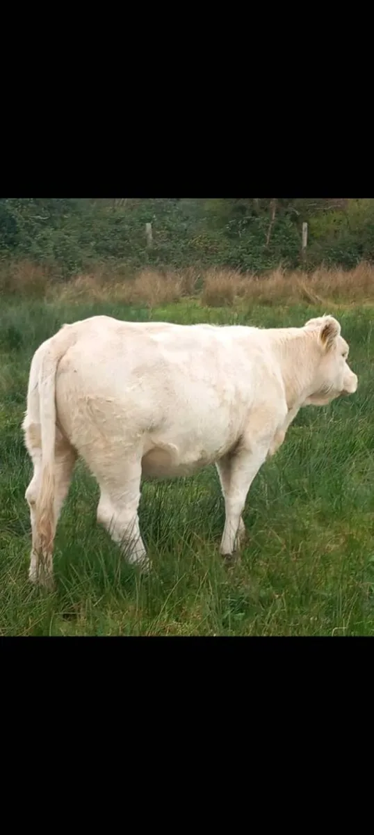 Pedigree charolai heifer - Image 3