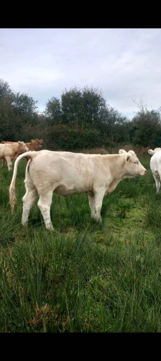 Pedigree charolai heifer - Image 1