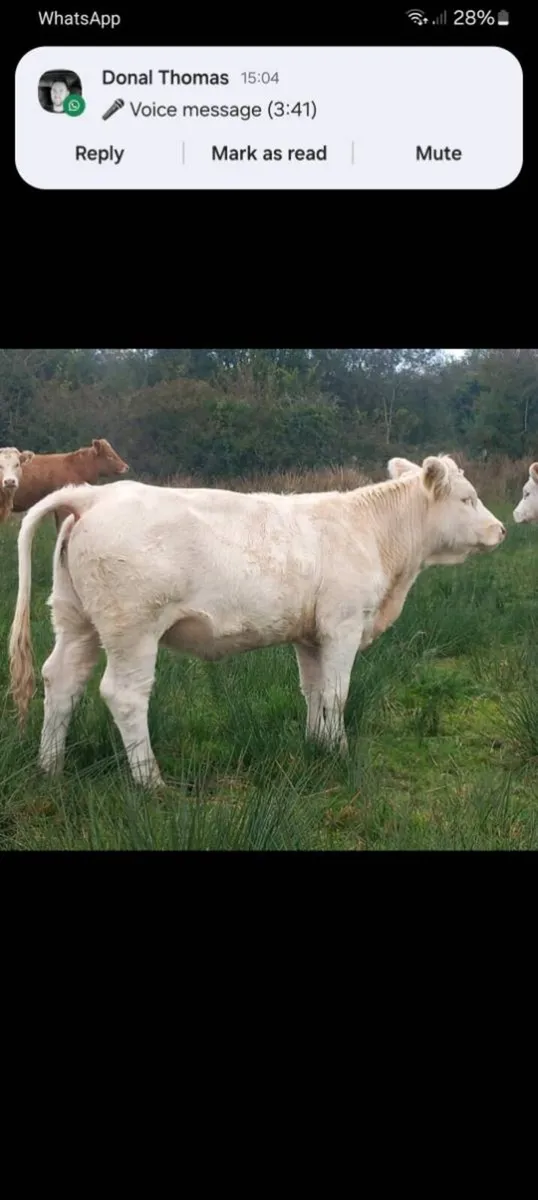 Pedigree charolai heifer - Image 2
