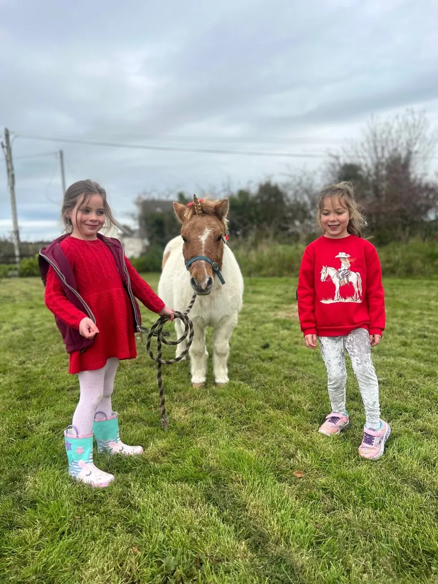 🦄 Shetland mare in foal for sale 🦄 - Image 1
