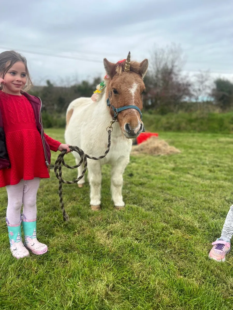 🦄 Shetland mare in foal for sale 🦄 - Image 2