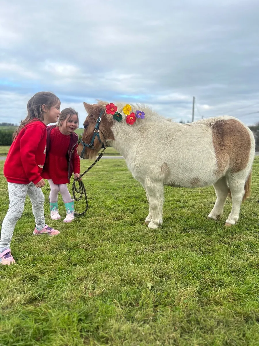 🦄 Shetland mare in foal for sale 🦄 - Image 3
