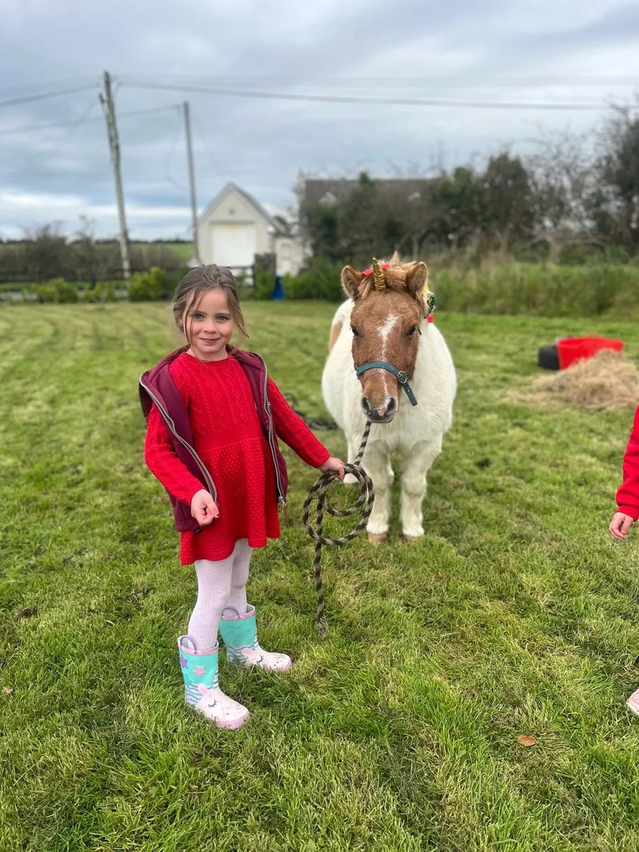 🦄 Shetland mare in foal for sale 🦄 - Image 4