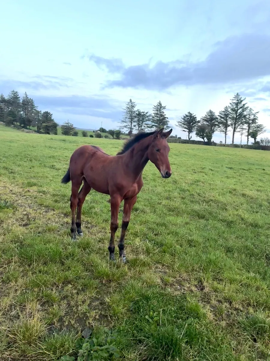 United Spirit (United Touch) colt from 160 damline - Image 2