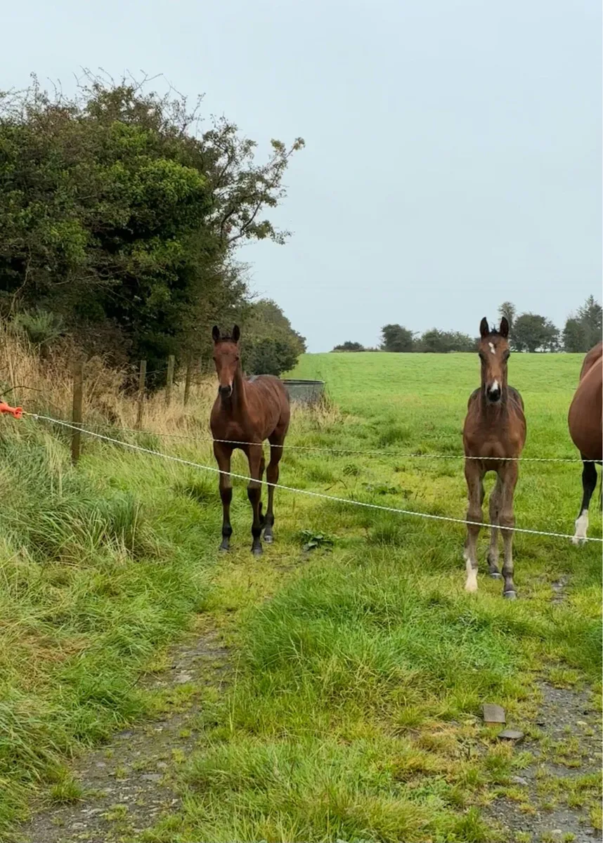 United Spirit (United Touch) colt from 160 damline - Image 3