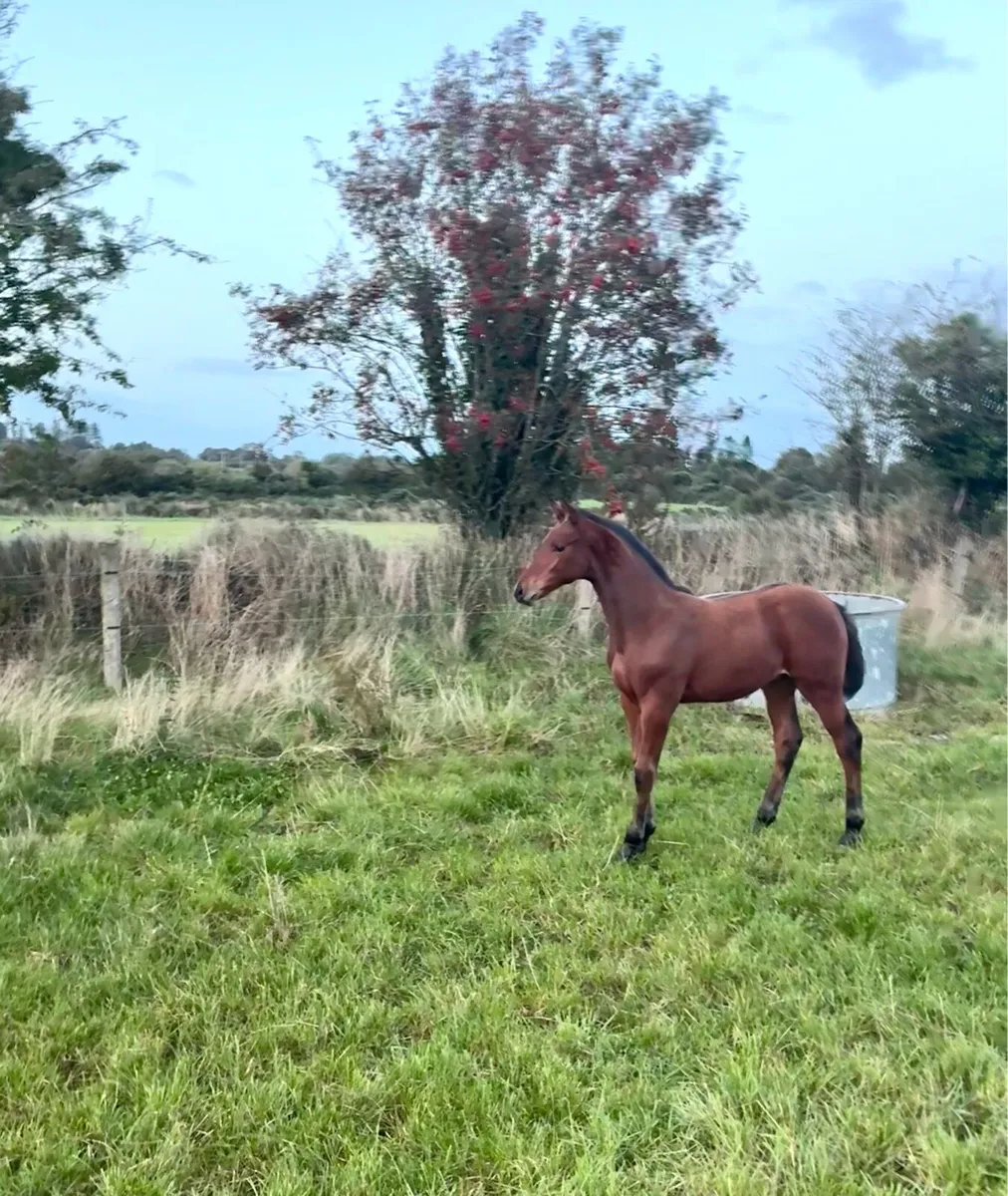 United Spirit (United Touch) colt from 160 damline - Image 1