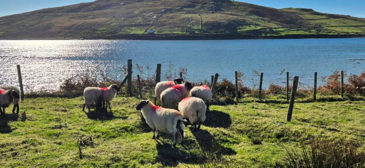 Ram lambs - Image 3