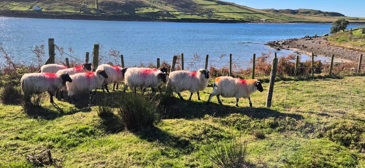 Ram lambs - Image 2