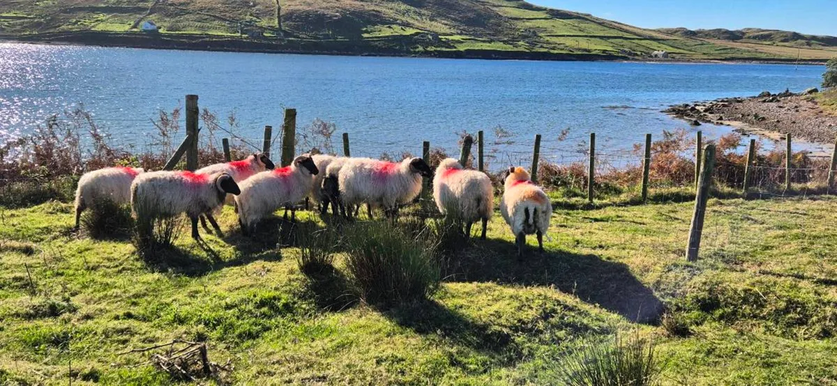 Ram lambs - Image 1