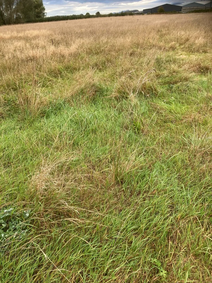 Silage free. No charge. - Image 1