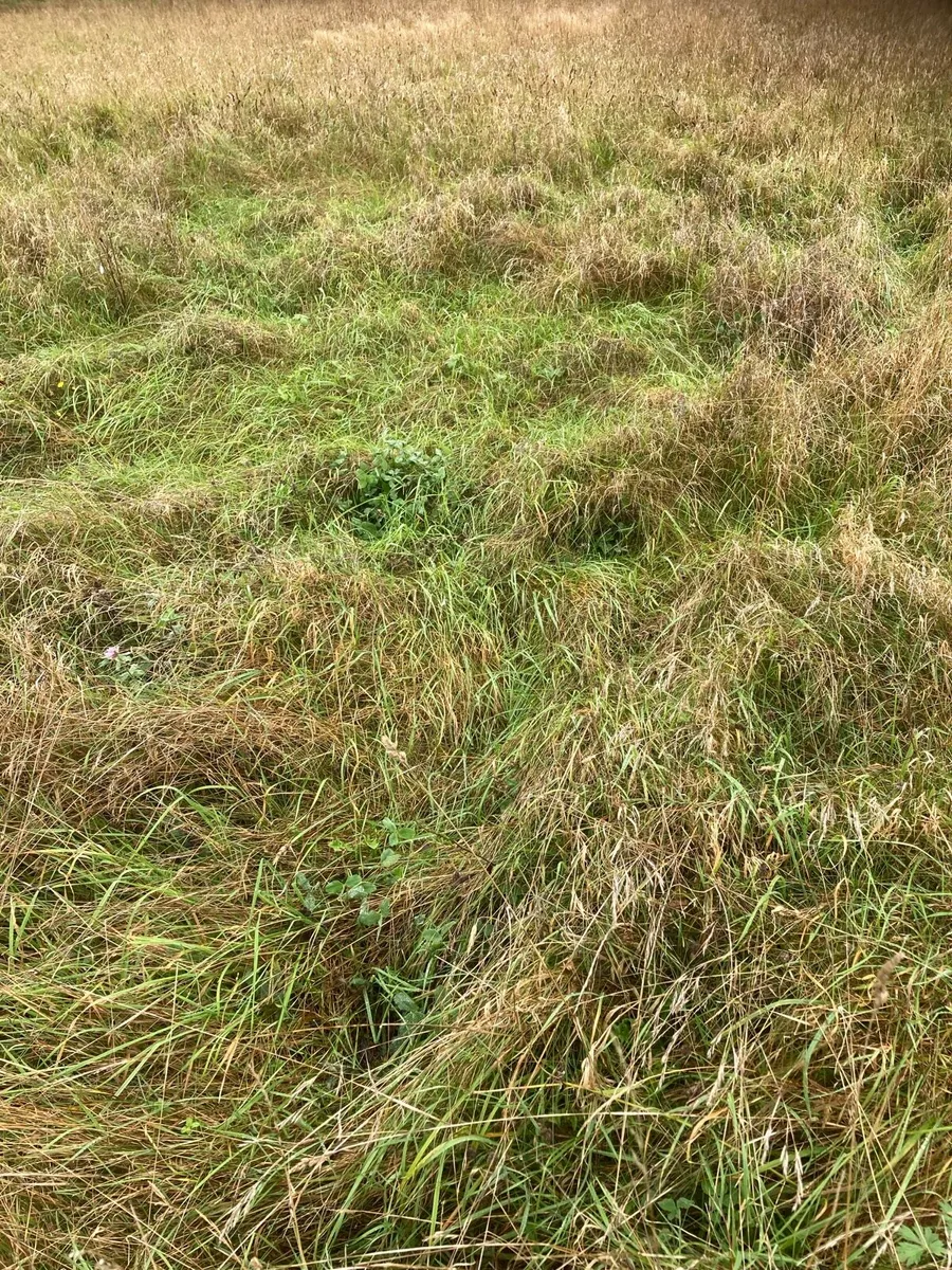 Silage free. No charge. - Image 2